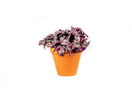 Tradescantia zebrina PURPLE, průměr 6-7,5 cm  Podeňka, voděnka