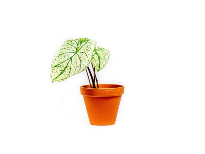 Gardners.cz Caladium White christmas