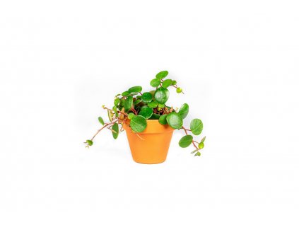 Gardners.cz Peperomia Pepperspot, průměr 6 cm