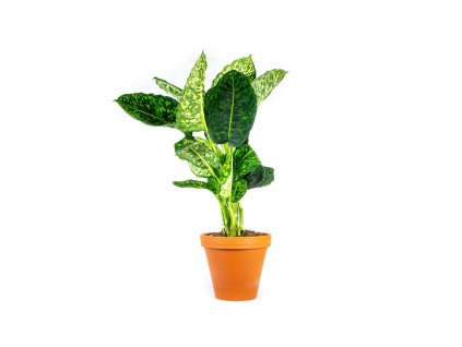 Dieffenbachia MIX, průměr 17 cm - ZACHRAŇ KYTKU Difenbachie, mramornatka