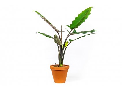 Alocasia Lauterbachiana, průměr 19 cm  Alokásie,  Alokázie