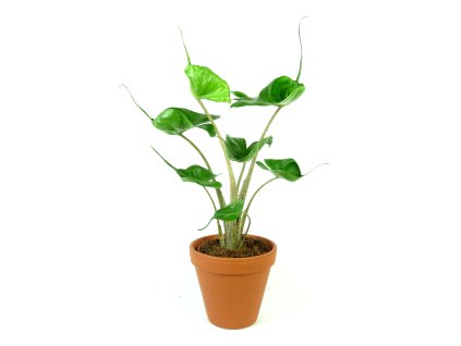 Alocasia macrorrhiza stingray, průměr 14 cm  Alokásie,  Alokázie