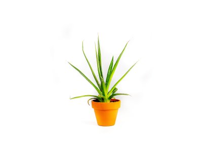 Gardners.cz Agave Filifera, průměr 6 cm