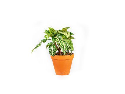 Gardners.cz Aphelandra Squarrosa, průměr 12 cm