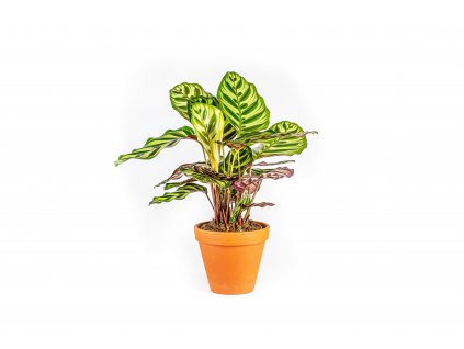 Calathea makoyana, průměr 12 cm  Kalatea