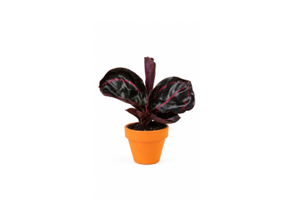 Calathea roseopicta Dottie, průměr 6-7 cm  Kalatea