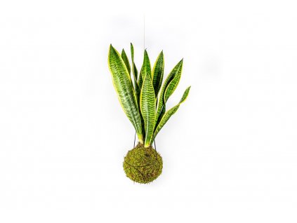 Kokedama Sansevieria Laurentii (L)  Sanseveria, Tchýnin jazyk, Tenura