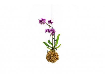 Kokedama Phalaenopsis (S)  Falenopsis, můrovec