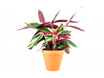 Stromanthe Triostar, průměr 14 cm  Stromante