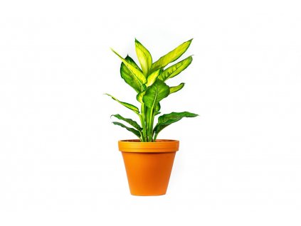 Gardners.cz Dieffenbachia Camilla