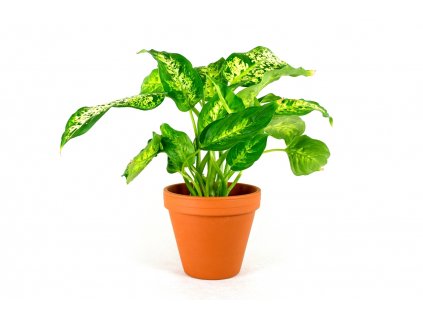 Dieffenbachia Compacta, průměr 17 cm  Difenbachie, mramornatka