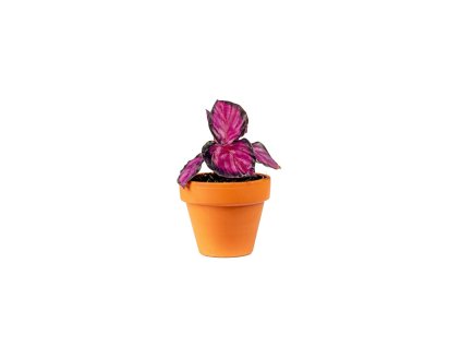 Calathea picturata Crimson, průměr 6-7 cm  Kalatea