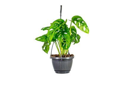 Monstera adansonii Monkey Mask - závěs, průměr 14-15 cm  Monstera, Adansonova monstera, Švýcarský sýr