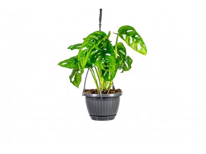 Monstera adansonii Monkey Mask - závěs, průměr 15 cm  Monstera, Adansonova monstera, Švýcarský sýr