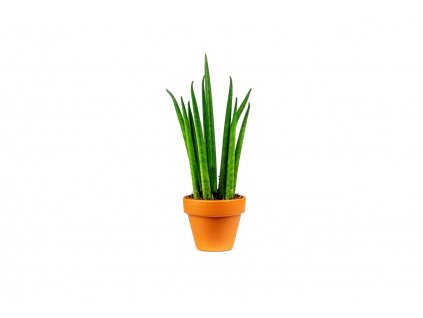 Sansevieria bacularis, průměr 6 cm  Sanseveria, Tchýnin jazyk, Tenura