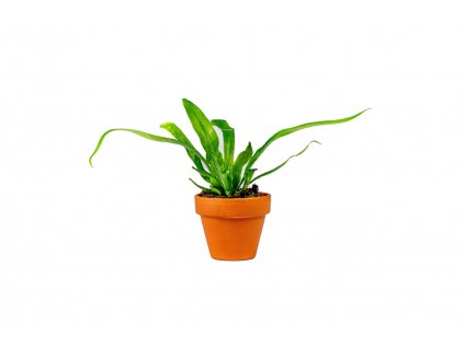 Asplenium antiquum, průměr 6 cm  Sleziník