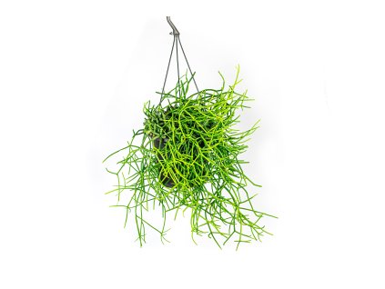 Gardners.cz Rhipsalis mix závěs, průměr 17 cm (2)