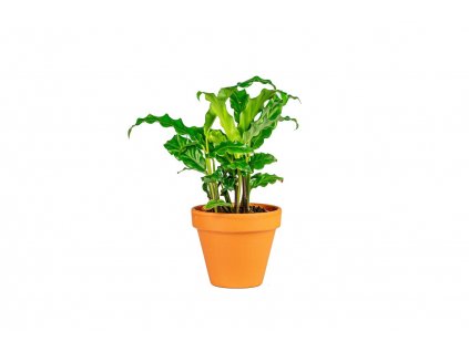 Calathea rufibarba, průměr 6-7 cm  Kalatea