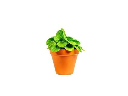 Peperomia albov. Rana Verde, průměr 10,5 cm  Peperomie, pepřinec
