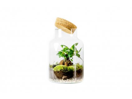 14945 sklenena doza helenium s korkovym spuntem 17x27cm osazene ficus microcarpa ginseng