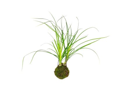 gardners.cz kokedama Nolina velká (2)