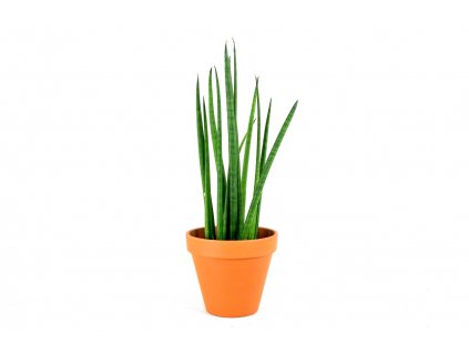 Sansevieria bacularis, průměr 10 cm  Sanseveria, Tchýnin jazyk, Tenura