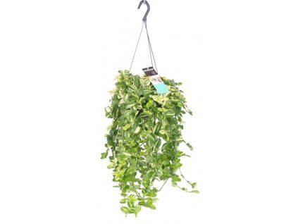 M 4e7a8a7d bf05 4a0d bfcc 8aede244e44c