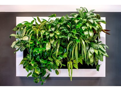 Obraz z živých rostlin Slimgreenwall® 120x80 cm, osázený a včetně instalace, více barev
