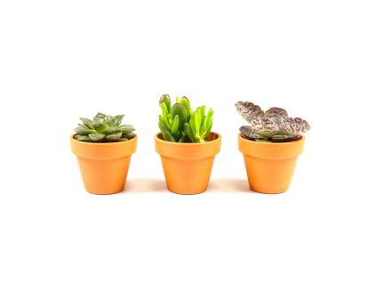 Sukulenty mix, 9cm