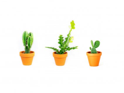 Set rostlin Baby plants kaktusy