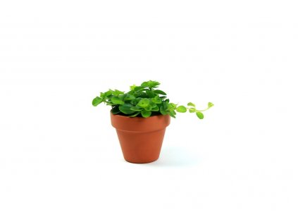 Peperomia rotundifolia, průměr 6 cm