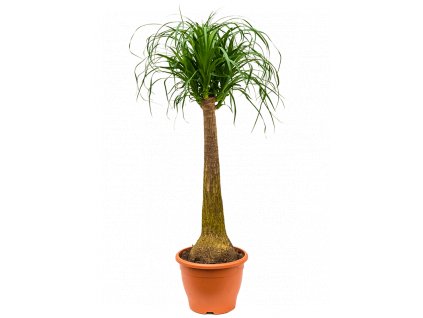 Gardners.cz Beaucarnea recurvata, průměr 28 cm