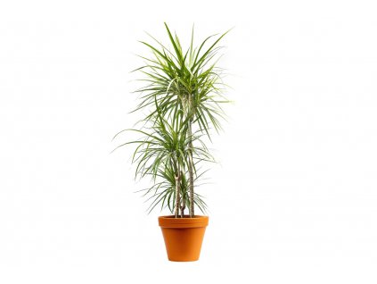 Dracaena marginata, průměr 24 cm