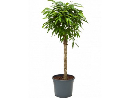 Ficus amstel king, průměr 30 cm  Fíkovník