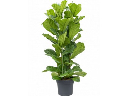 Gardners.cz Ficus lyrata vícekmen, průměr 34 cm