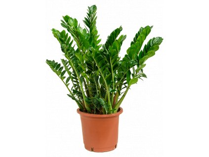 Gardners.cz Zamioculcas zamiifolia, průměr 27 cm