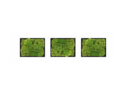 Set 3 mechových obrazů 13x18 z kopečkového mechu, černá  + doprava zdarma