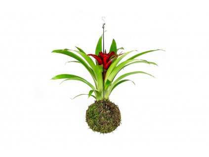 Kokedama Guzmania (M)  Guzmánie