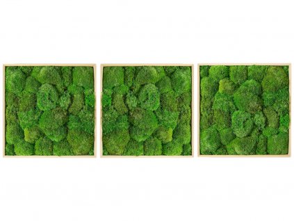 Gardners.cz Set 3 mechových obrazů 50x50 z kopečkového mechu, přírodní