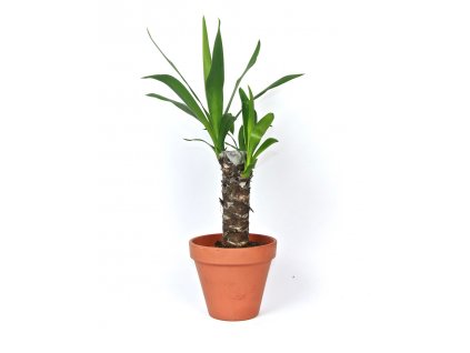 Gardners.cz Yucca, průměr 12 cm