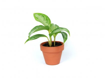 18359 aglaonema mix prumer 6 cm