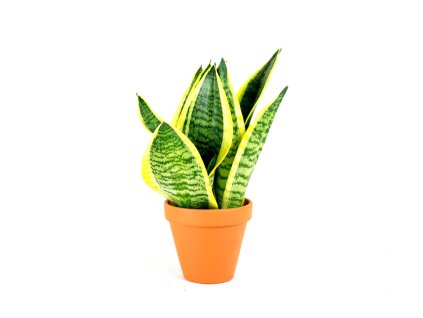 Sansevieria Hahnii, průměr 9 cm - ZACHRAŇ KYTKU  Sanseveria, Tchýnin jazyk, Tenura