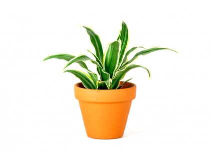 Dracaena fragrans mix, průměr 12 cm  Dracéna vonná, dračinec