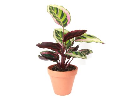 Calathea roseopicta Angela, průměr 12 cm  Kalatea