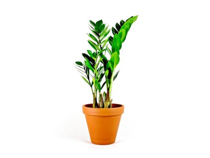 Gardners.cz Zamioculcas
