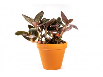 Gardners produkt 002