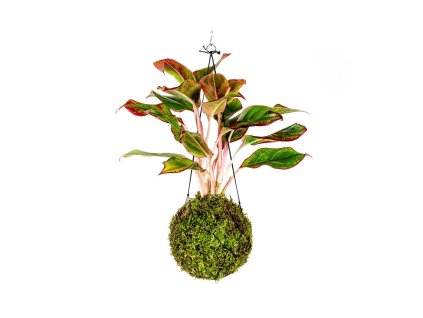 gardners.cz kokedama Aglaonema Crete
