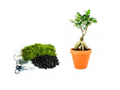 Kokedama "Vyrob si sám" Ficus Microcarpa Ginseng (L)  Fíkovník drobnoplodý