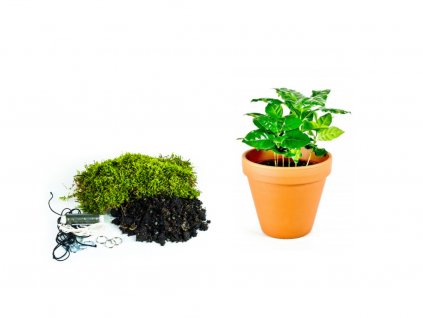 Kokedama "Vyrob si sám" Coffea arabica (M)  Kávovník arabský