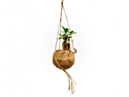 Kokodama Ficus microcarpa Ginseng (S)  Fíkovník drobnolistý